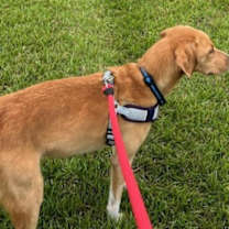 Thumbnail photo of Bennie Boo #3