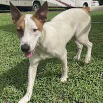Thumbnail photo of Gipsy #3