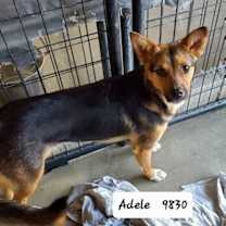 Thumbnail photo of Adele #1