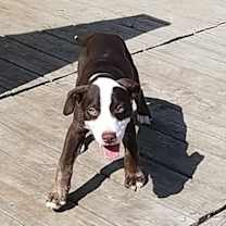 Thumbnail photo of Bruiser #2