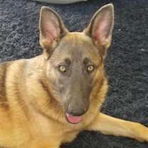 Thumbnail photo of Jade #2