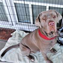 Thumbnail photo of Gilda #1