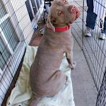 Thumbnail photo of Gilda #3
