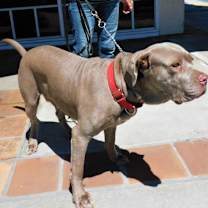 Thumbnail photo of Gilda #4