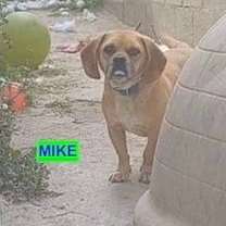 Thumbnail photo of Mike #1