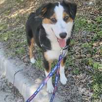Thumbnail photo of Snickers #4