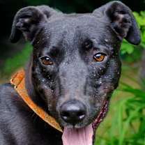 Thumbnail photo of Dexter #1