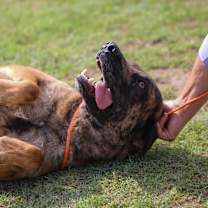 Thumbnail photo of Brownie #2
