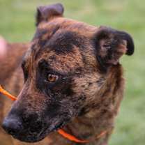Thumbnail photo of Brownie #4