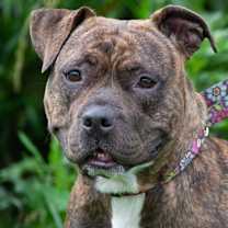 Thumbnail photo of Roxy #1