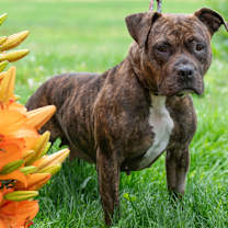Thumbnail photo of Roxy #2