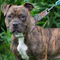 Thumbnail photo of Roxy #3
