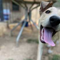 Thumbnail photo of Simba #2