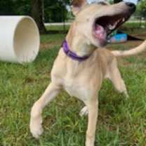 Thumbnail photo of Simba #3