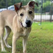 Thumbnail photo of Simba #4