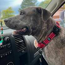 Thumbnail photo of Molly #1
