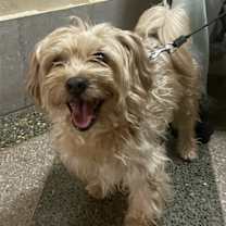 Thumbnail photo of Grumpy *URGT* NEEDS IMMED FOSTER* #2
