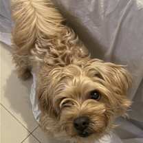 Thumbnail photo of Grumpy *URGT* NEEDS IMMED FOSTER* #3