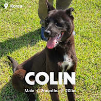 Thumbnail photo of Colin #1