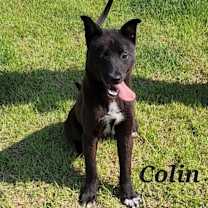 Thumbnail photo of Colin #4