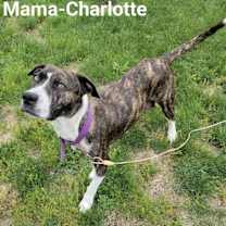 Thumbnail photo of Charlotte + #2