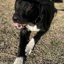 Thumbnail photo of Porthos #3
