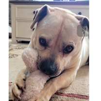 Thumbnail photo of BUBBA #1