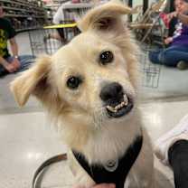 Thumbnail photo of Buzzy #1