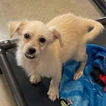 Thumbnail photo of Buzzy #3