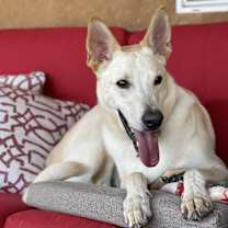 Thumbnail photo of Rex #3