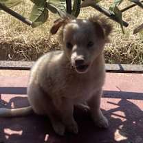 Thumbnail photo of Oso #1
