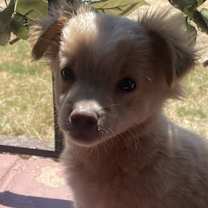 Thumbnail photo of Oso #2