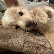 Thumbnail photo of Oso #3