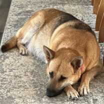 Thumbnail photo of Graci #2