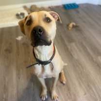 Thumbnail photo of Mustard #2