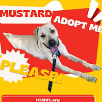 Thumbnail photo of Mustard #3