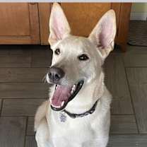 Thumbnail photo of Rex #4
