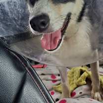 Thumbnail photo of Pickle #2