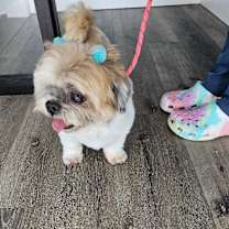 Thumbnail photo of Callie #2