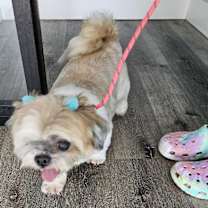 Thumbnail photo of Callie #3