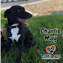 Thumbnail photo of Charlie May #1