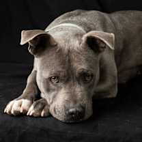 Thumbnail photo of Mayzie #1