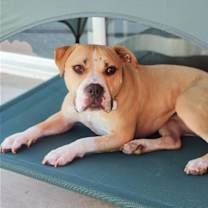 Thumbnail photo of Honey #1