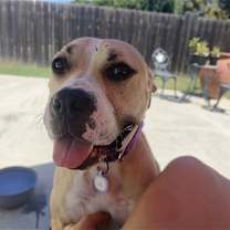 Thumbnail photo of Honey #2