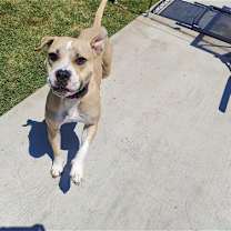 Thumbnail photo of Honey #3