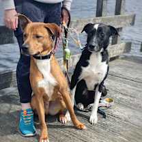 Thumbnail photo of Jersey - LOCAL #2