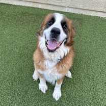 Thumbnail photo of Samson #1