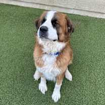 Thumbnail photo of Samson #2
