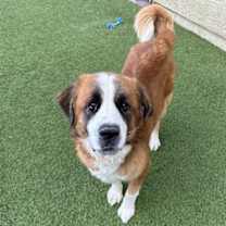 Thumbnail photo of Samson #4