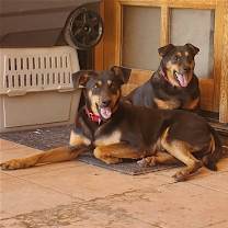 Thumbnail photo of Iggy and Marley #1